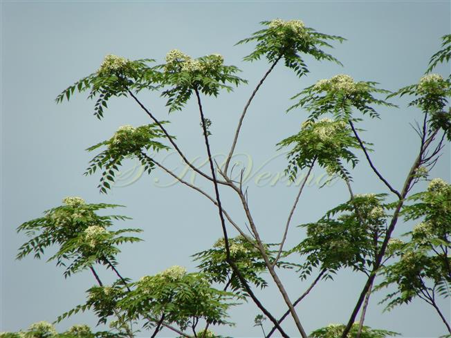  Flowering branches